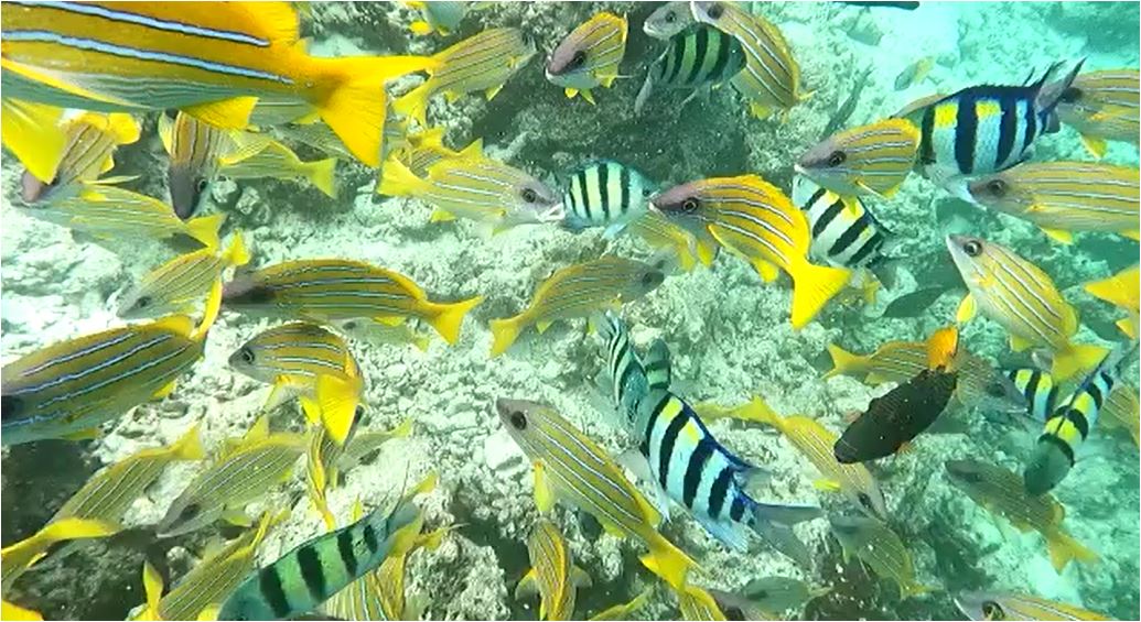 maldives