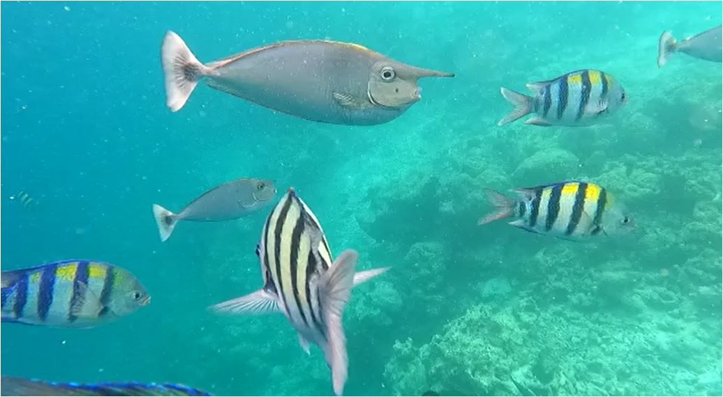 maldives